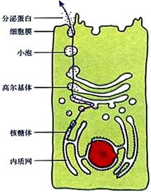 在核糖体中，形成蛋白质的过程中，RNA与哪种分子互补配对？