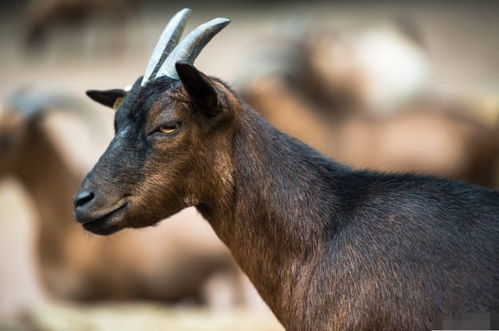 1979年属羊人在2026年农历五月运势如何？