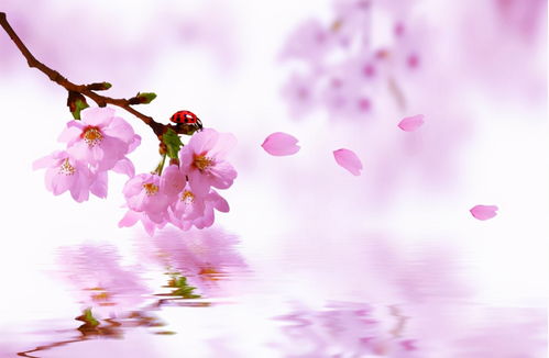 二、 2011年年底桃花运预测：简单经工作岗位室独家解析