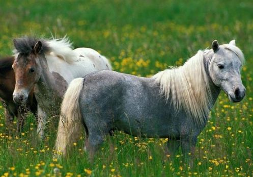 如何吸引属马戊土男性？戊土案例100例指的是什么？