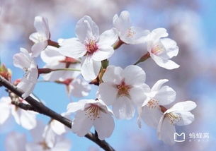 交通状况：建议自带直升机