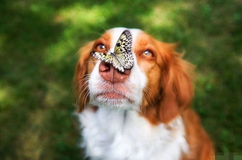 属狗人2026年学业和机遇会有哪些显著进步？手机号能带来哪些好运？