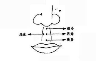 2.1 “凤命”概念的延伸：内在品质的重要性