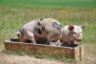 属猪未来18天运势和属猪5天内运势查询分别是什么？