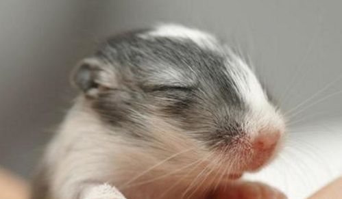 2026年属鼠女性财运如何，大爆发会在何时到来？