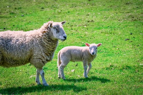 属羊和属鸡的八字配对如何，两者相配是否吉利？