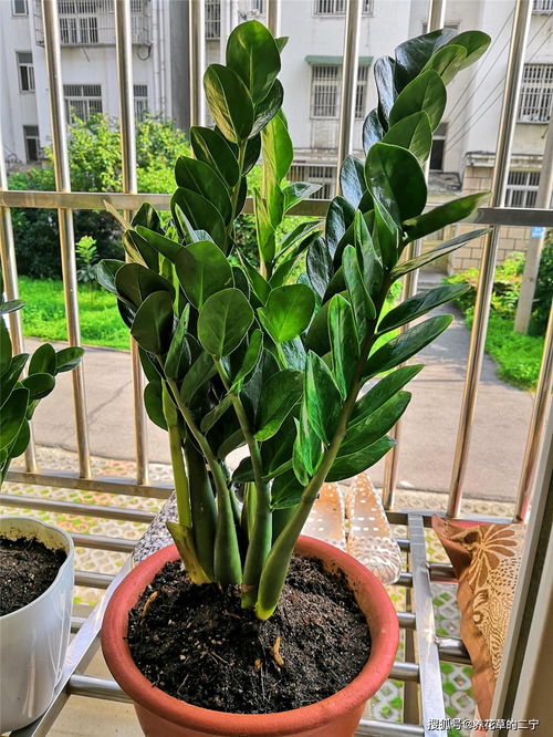 2.3 金钱树：财源滚滚