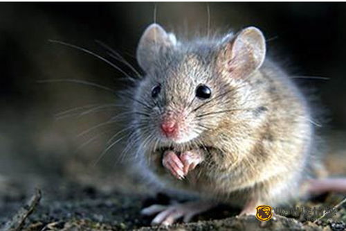 2026年属鼠人将迎来爆发之年，这一年对他们意味着什么？