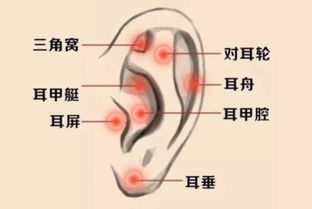 1.1 厚大耳垂与财运关联性分析