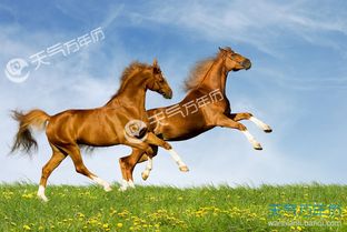 为什么属马的每年都犯太岁，2025年属虎的人为何会犯双重太岁？