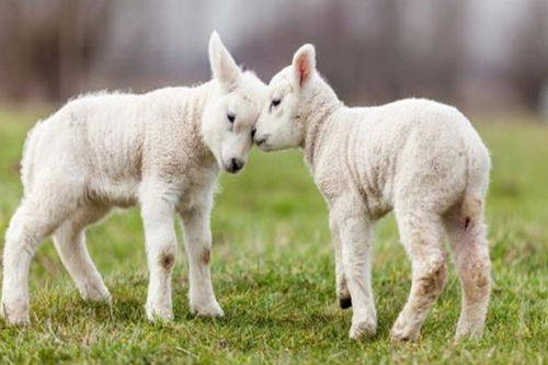 1979年属羊的人，特别是女性，其一生婚姻命运是否受大海水命影响？