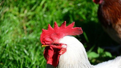 1. 最适合的结婚对象