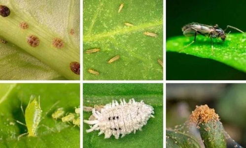 主要病虫种类及综合防治技术概述