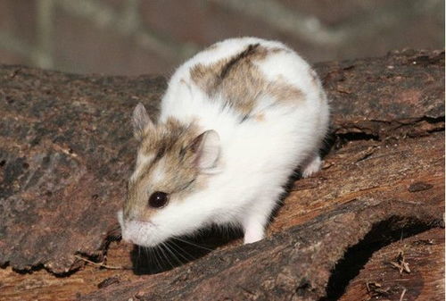 二、 文化象征维度：小生灵在中国传统文化中的多重意涵解析