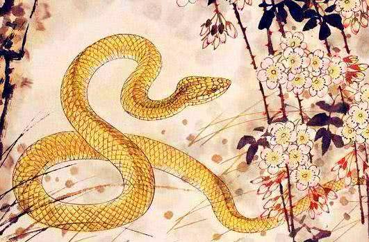 属蛇人哪一年财运最旺？属蛇财运数字的含义是什么？