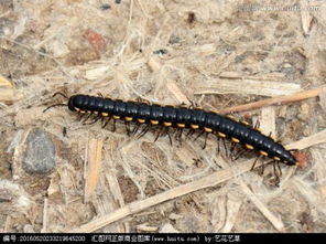 梦见全身被虫子爬满，这预示着什么不祥的征兆？