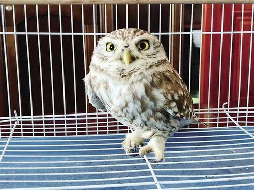 家里突然飞来一只鸽子，这究竟预示着什么吉祥的征兆呢？