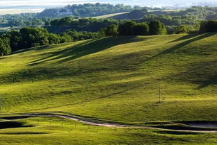 羊群漫步，像棉花糖一样可爱