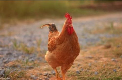 属鸡的人买什么颜色的手机最旺运？