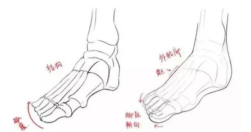 足部形态对性格倾向的映射