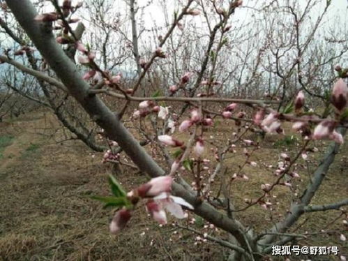 冬季：休眠期内不宜大规模采摘