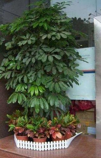 2. 发财树：招财进宝与生气勃勃的载体