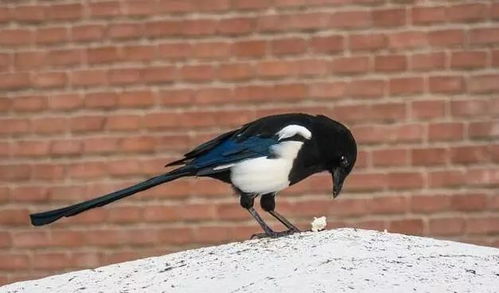 再等712天四大生肖喜鹊送情思，洪福天降，面朝暖阳，难道不是好运连连，幸福降临的时刻吗？