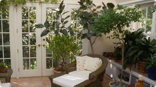 四、家居里家养的花草枯萎或者放置干花干草类的装饰