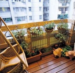 2. 化煞类：尖锐植物的边界防护