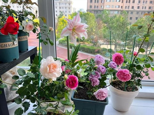 仙客来——纯洁热情之象征