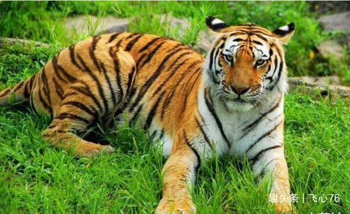 属虎人的手机号码尾数3是否吉利？属虎手机号码尾数多少算幸运？