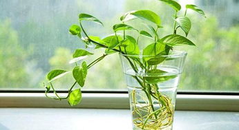 1. 绿植茂盛——生命力旺盛的象征
