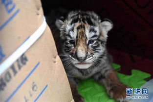 2022年农历7月出生的虎宝宝，选择2026年7月的好日子合适吗？