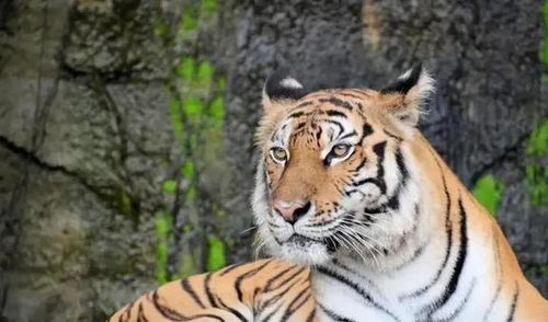 2026年出生的虎宝宝，能否帮我想一个既符合虎年特点又寓意美好的名字呢？