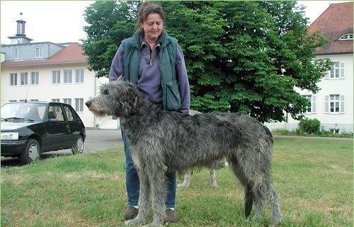 2．炎热爱尔兰猎狼犬——从古老捕狼工具到现代化亲子友良好伙伴