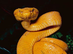 梦见自己吃蛇肉是什么预兆，周公解梦中有何寓意？