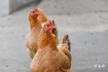 1993年属鸡男性命理中是水命还是金命，有何具体含义？