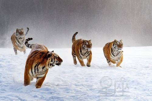 1962年属虎在2026年会遭遇牢狱之灾吗？