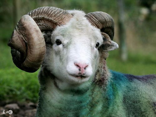 2026年属羊人的运势具体表现是怎样的？