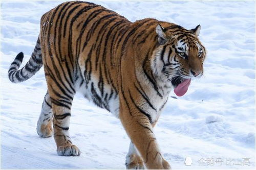 1974年属虎人2026年健康运势和全年运势具体如何？