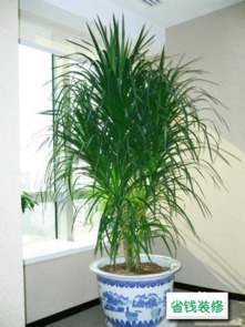 1. 龙血树（Dracaena cinnabari）——事业兴盛与财运亨通之象征