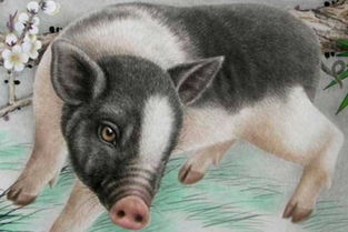 十二生肖中哪些生肖容易犯桃花运？生肖属猪下周的桃花运具体是什么情况？