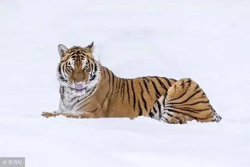 将插翅难逃打一生肖，为哪个生肖长尾巴？