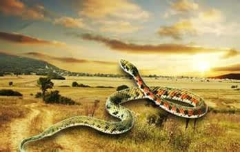 梦见蛇皮究竟预示着什么是吉祥的征兆还是不祥的预感？