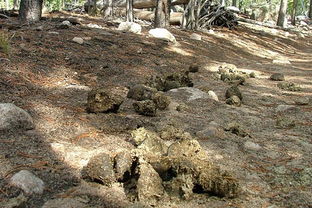 女人梦见到处是粪便或满地大便预示着什么含义？