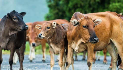 属牛男和属马女结婚后，他们的婚姻关系会怎样？