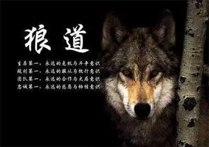 哪些星座拥有极强狼性精神？