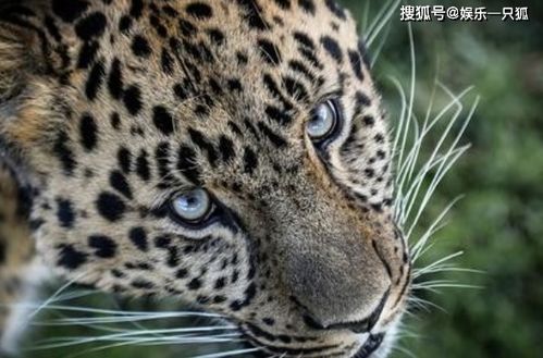 梦见豹子攻击自己是什么预兆或心理暗示？