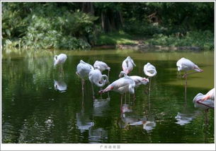 走马观花的生肖是什么？走马观花的动物代表什么含义？