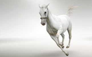 少年白马属什么生肖？少年所指的几个生肖是什么生肖？